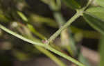 Hairy cowpea